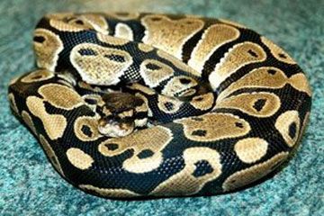 A Python A Python